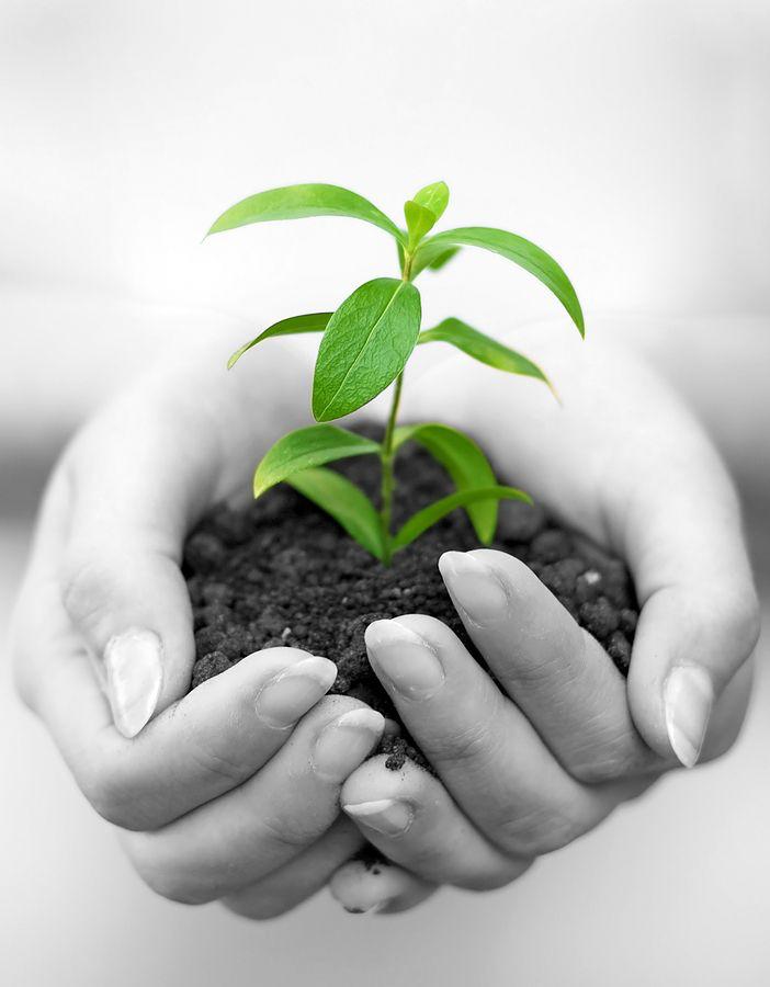 Sapling held in hands